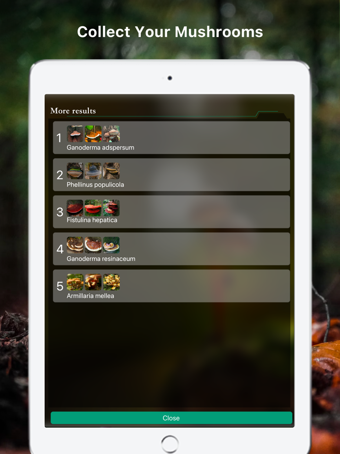 Mushroom Identifier Fungus ID