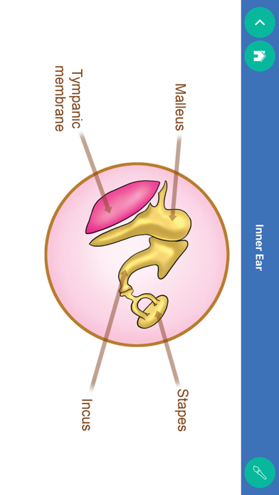 Orient ENT Counselling App Screenshot