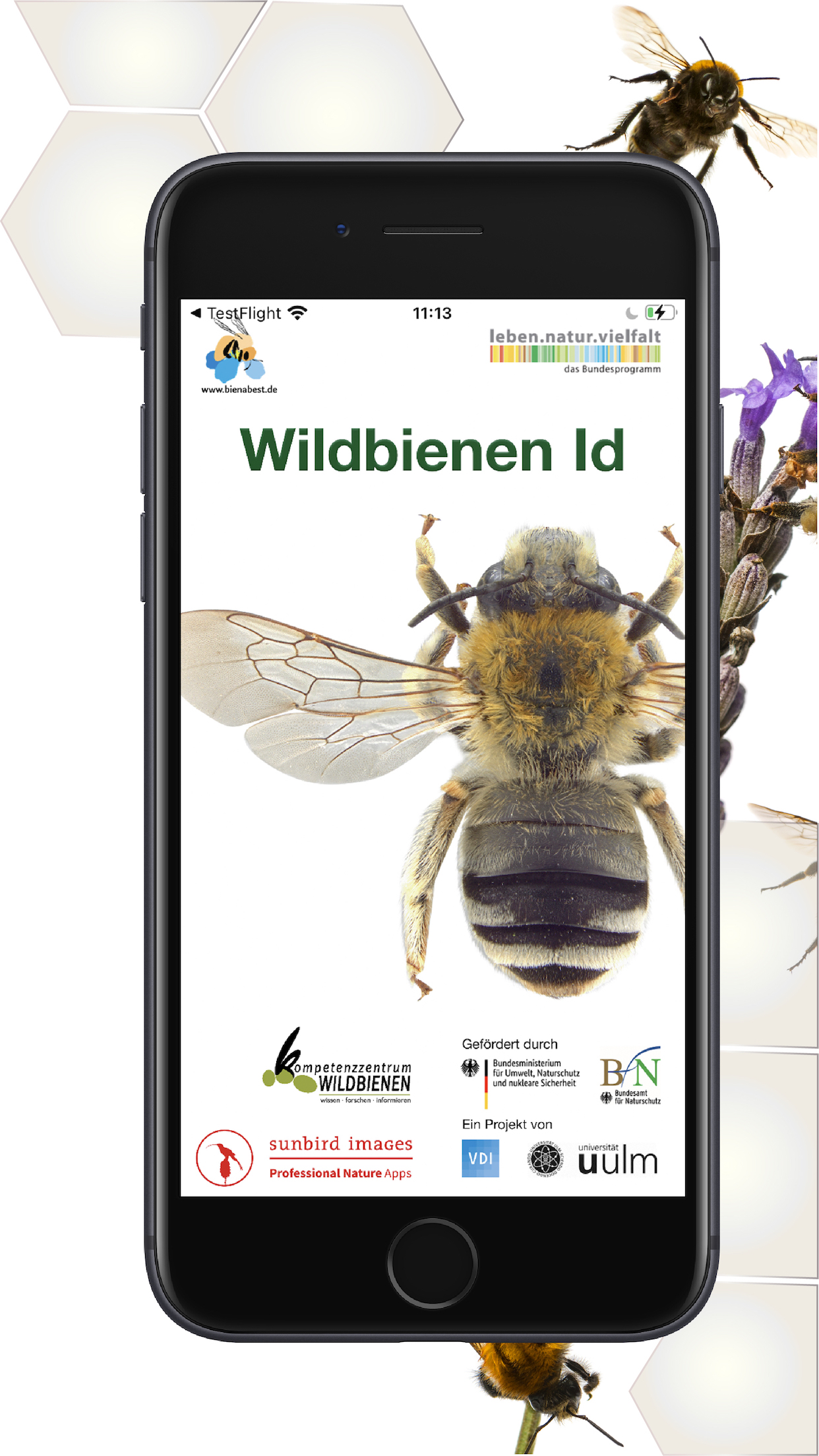 Wildbienen Id BienABest