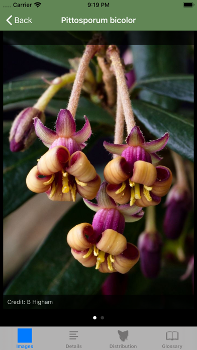 Flowering Plants of Tasmania Screenshot