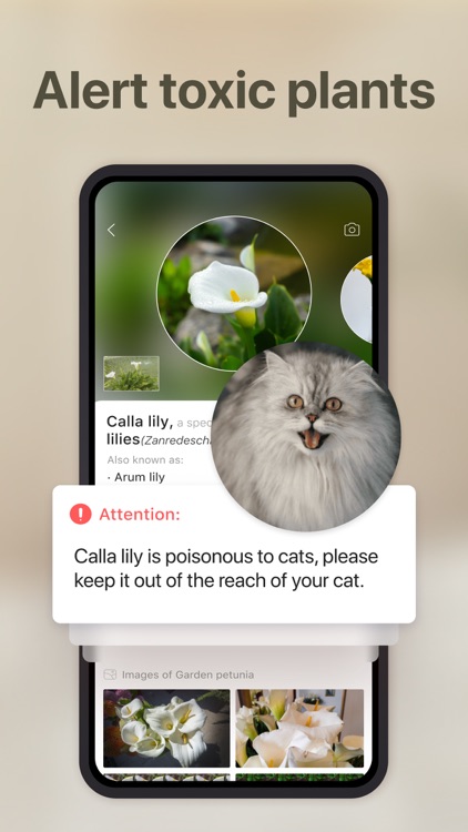 Cat Pal: Breed ID & Care Guide screenshot-4