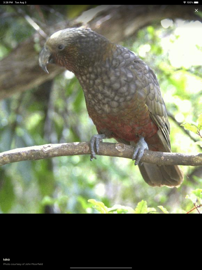 Te Aka Māori Dictionary