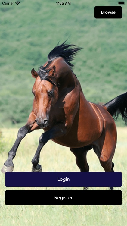 Horse Shopping Network