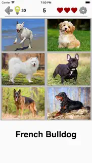 dogs quiz: photos of cute pets iphone screenshot 1