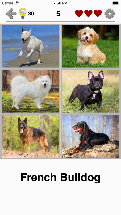 Dogs Quiz: Photos of Cute Pets Screenshot