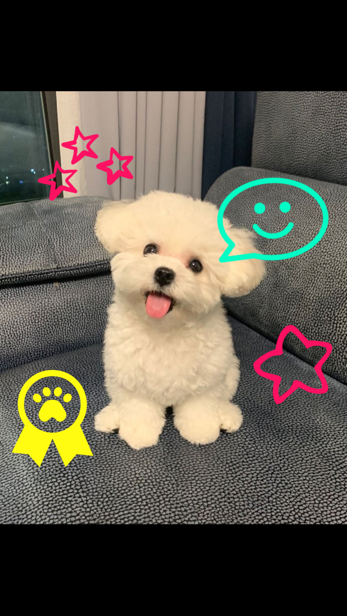 MyPuppy Cute Dog Photo Maker