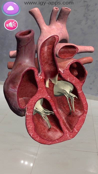 Anatomy AR 4D Screenshot