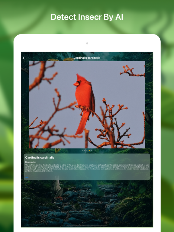Bird identifier Bird Finder iPad screenshot 4 - Education app