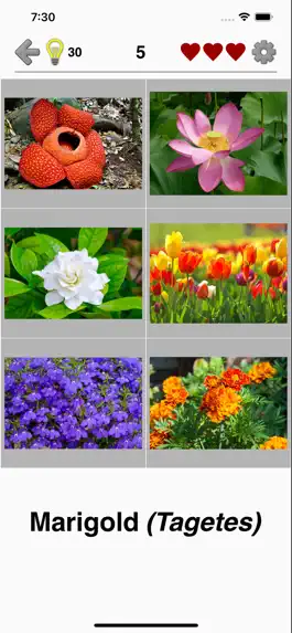 Game screenshot Flowers Quiz - Identify Plants apk