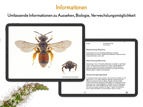 Wildbienen Id BienABestのおすすめ画像5