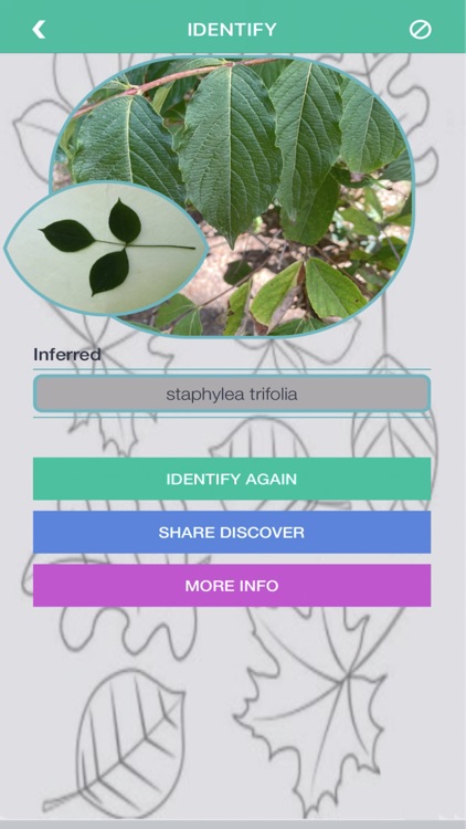 Tree Identification -TreeID AI screenshot-6