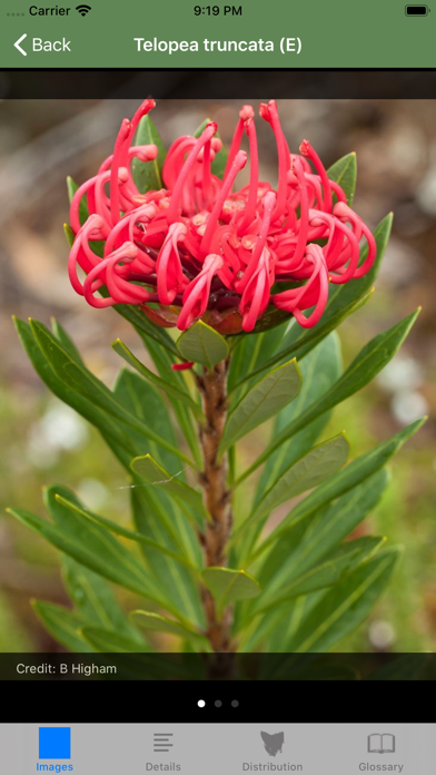 Flowering Plants of Tasmania Screenshot