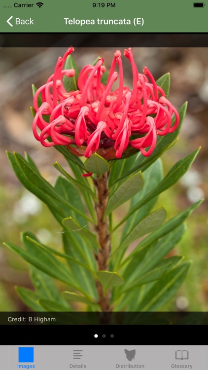 Flowering Plants of Tasmania screenshot-6