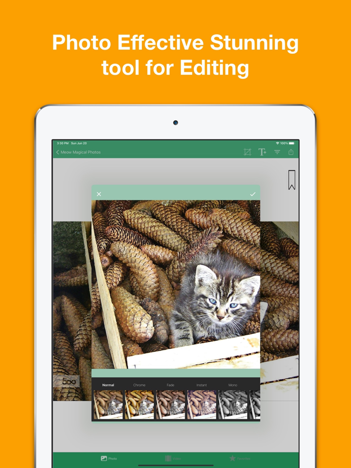 Kitty Cat Wallpapers 4K HD