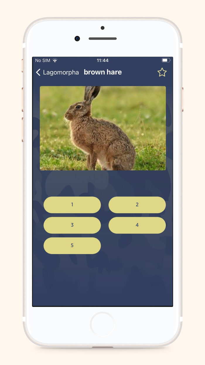 Manok Sounds for Duck