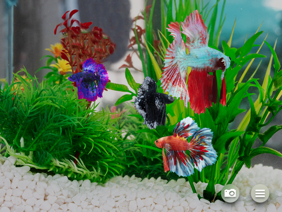 Screenshot #5 pour Betta Fish - Virtual Aquarium