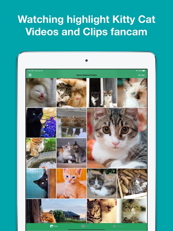 Screenshot #5 pour Kitty Cat Wallpapers 4K HD