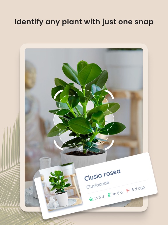iPad Image of PlantIn: Plant Identifier