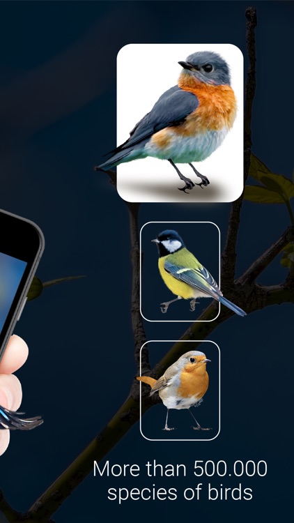 Bird Identifier - Bird ID