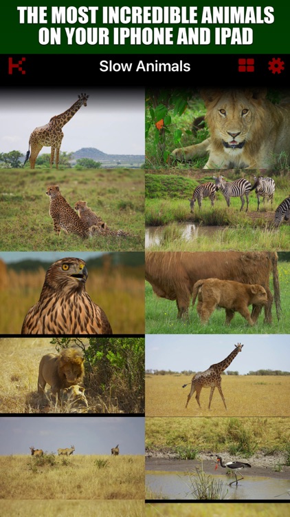 Slow Motion Animals 4K