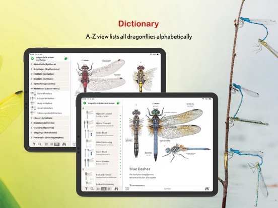 Dragonfly Id Britain & Europe iPad app afbeelding 6