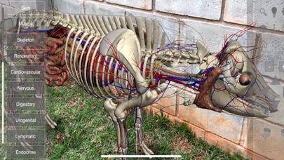 3D Pig Anatomyのおすすめ画像8