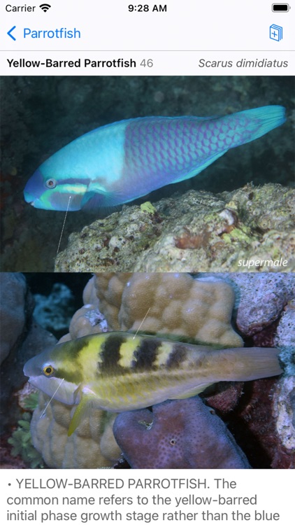Solomon Islands Fish ID screenshot-6