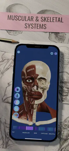 Game screenshot Ecorche: Portrait Anatomy apk