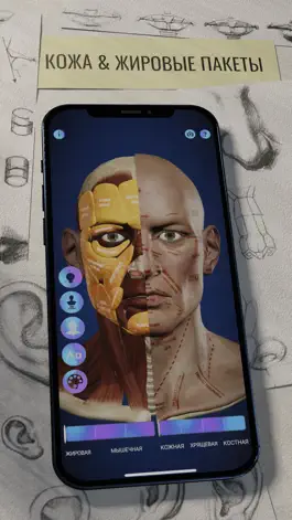 Game screenshot Экорше: портретная анатомия mod apk