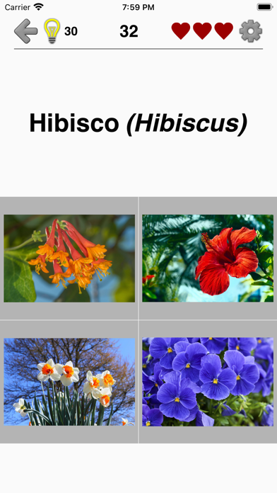 Flores: identifica las plantas
