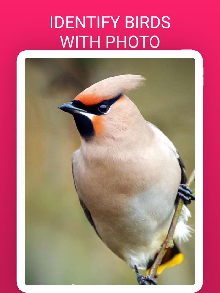 Bird Box - Photo Identify Bird