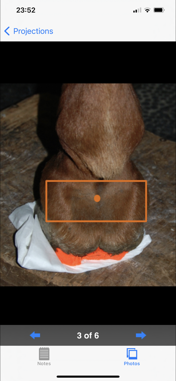 Equine Radiography