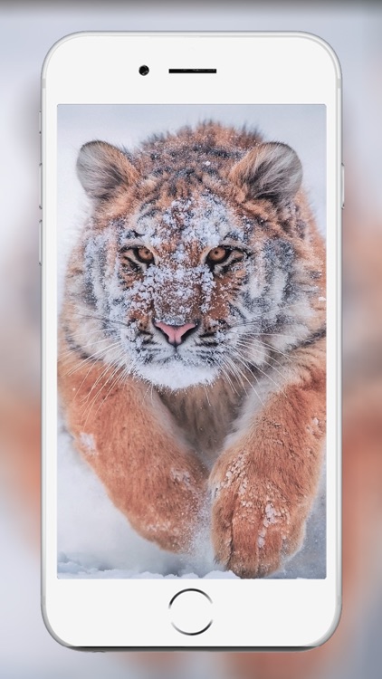 Lion Wallpaper and backgrounds screenshot-5
