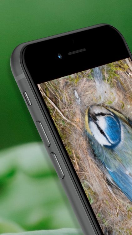 Green Feathers screenshot-6