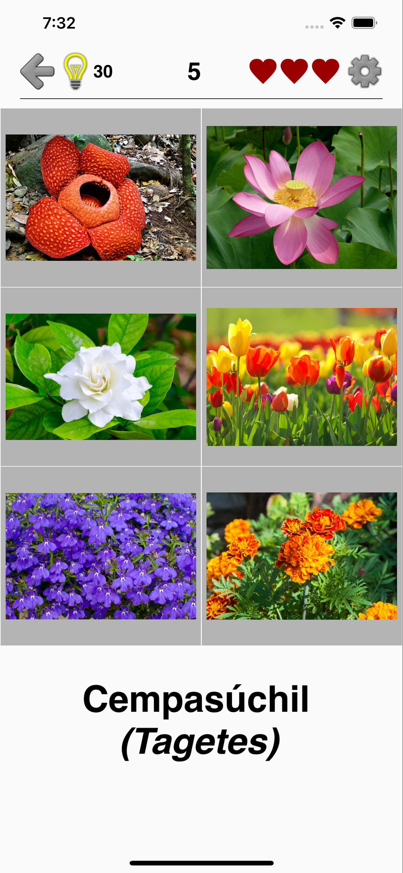 Flores: identifica las plantas