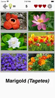 flowers quiz - identify plants problems & solutions and troubleshooting guide - 4