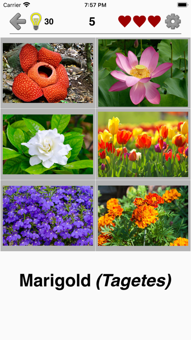 Flowers Quiz - Identify Plants Screenshot