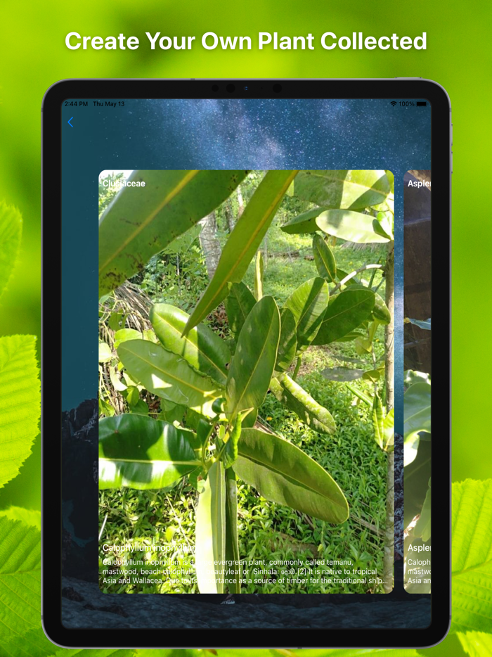 Plant Finder Tree identifer