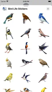 bird life stickers problems & solutions and troubleshooting guide - 2