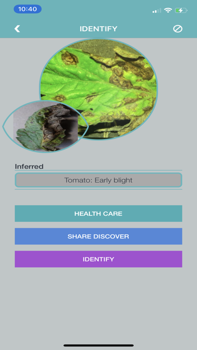 Tomato Diseases Identification Screenshot