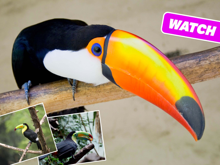 Animal Sounds Photos and Info