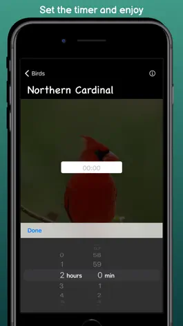 Game screenshot Bird Sounds - Pure Nature apk