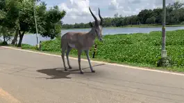 Game screenshot AR Real Animals hack