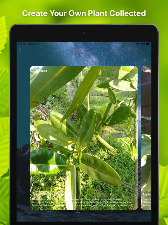 Plant Finder Tree identifer iPad screenshot 3 - Education app