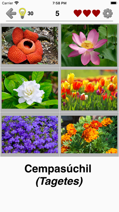 Flores: identifica las plantas