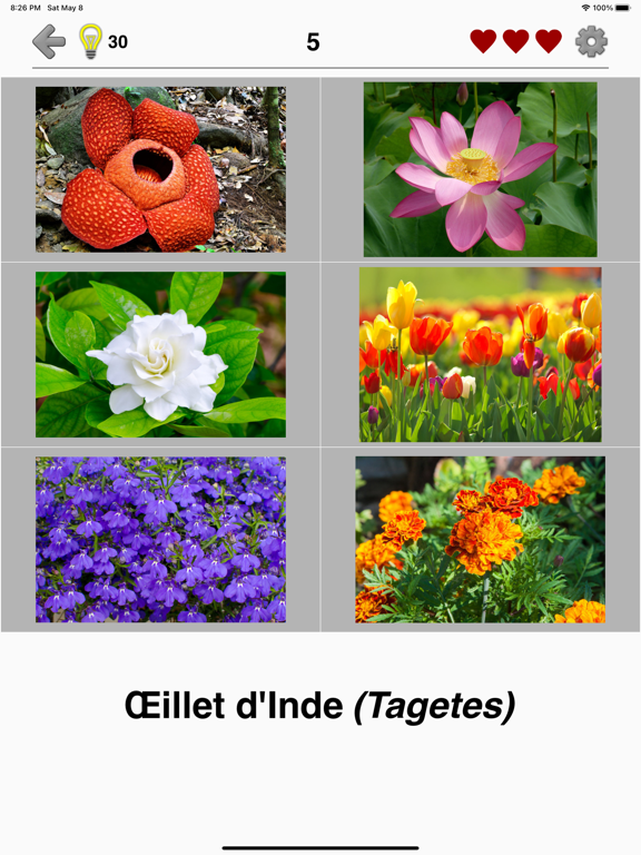 Screenshot #5 pour Fleurs: Identifier les plantes