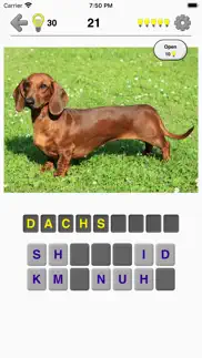 dogs quiz: photos of cute pets problems & solutions and troubleshooting guide - 2