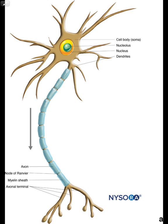 Hadzic's Nerve Blocks, 3Eのおすすめ画像8