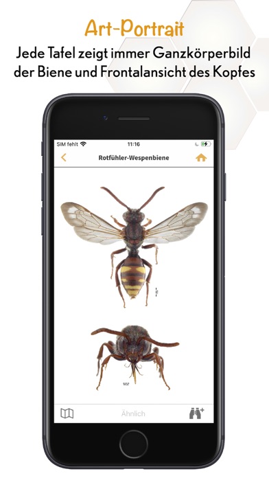 Wildbienen Id BienABest Screenshot