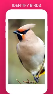 bird scanner iphone screenshot 1